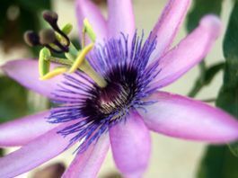 Plantas medicinales